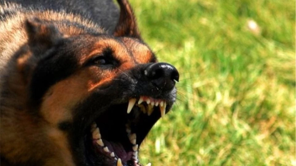 Συγκλονίζει! Θεσσαλονίκη: «Έκλεισα τα μάτια και προσευχόμουν», λέει η γυναίκα που την κατασπάραξαν σκυλιά